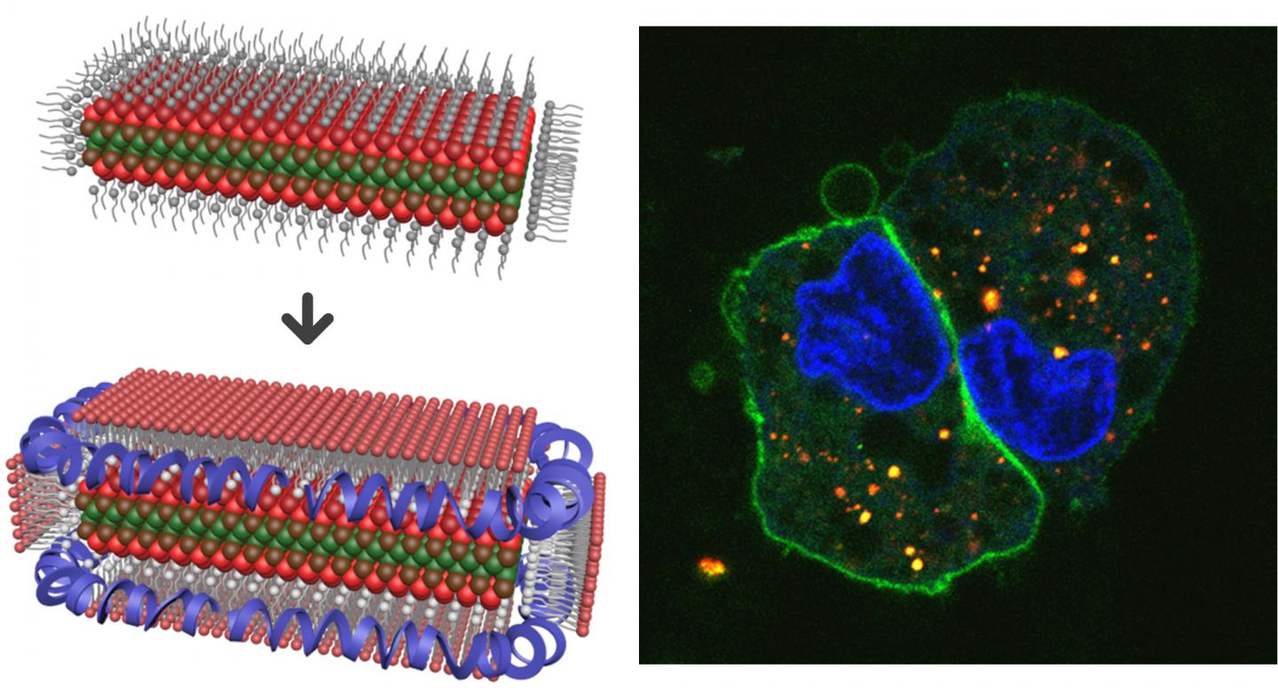 Lipoprotein Nanoplatelets