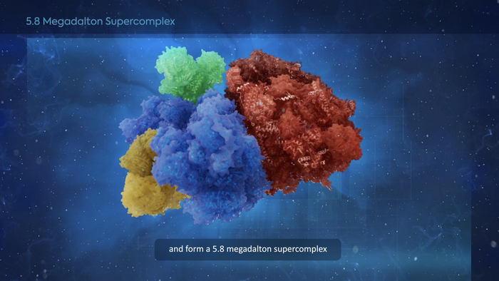 Structural basis of mitochondrial membrane bending by the I–II–III2–IV2 supercomplex