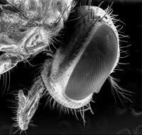 Close-up SEM Photo of a Housefly's Bristles