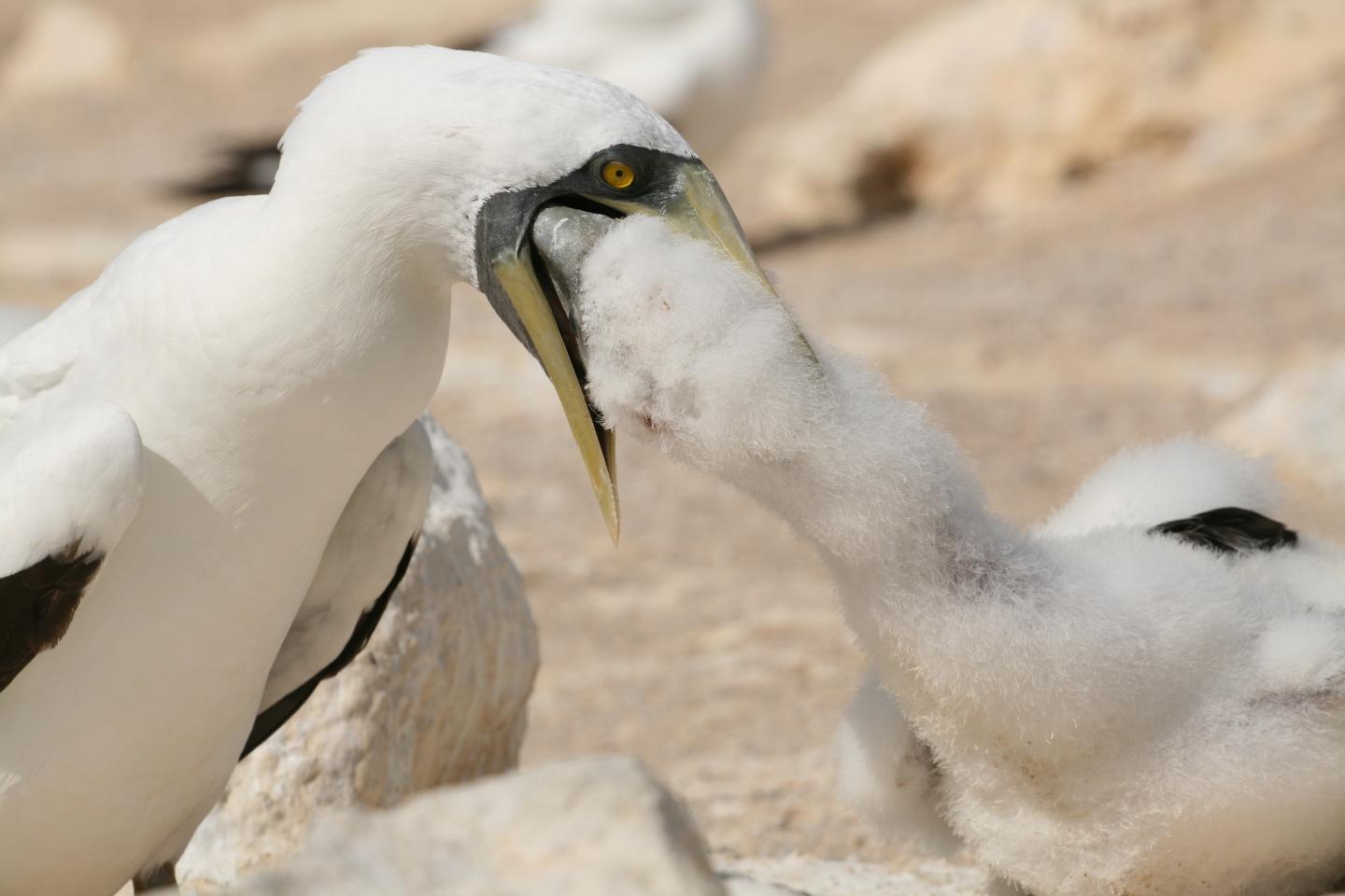 Masked booby feeding a chick
