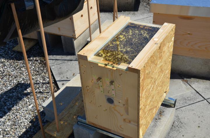 Colony of Bees (Horizontal)