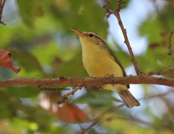 Rote Leaf Warbler 1
