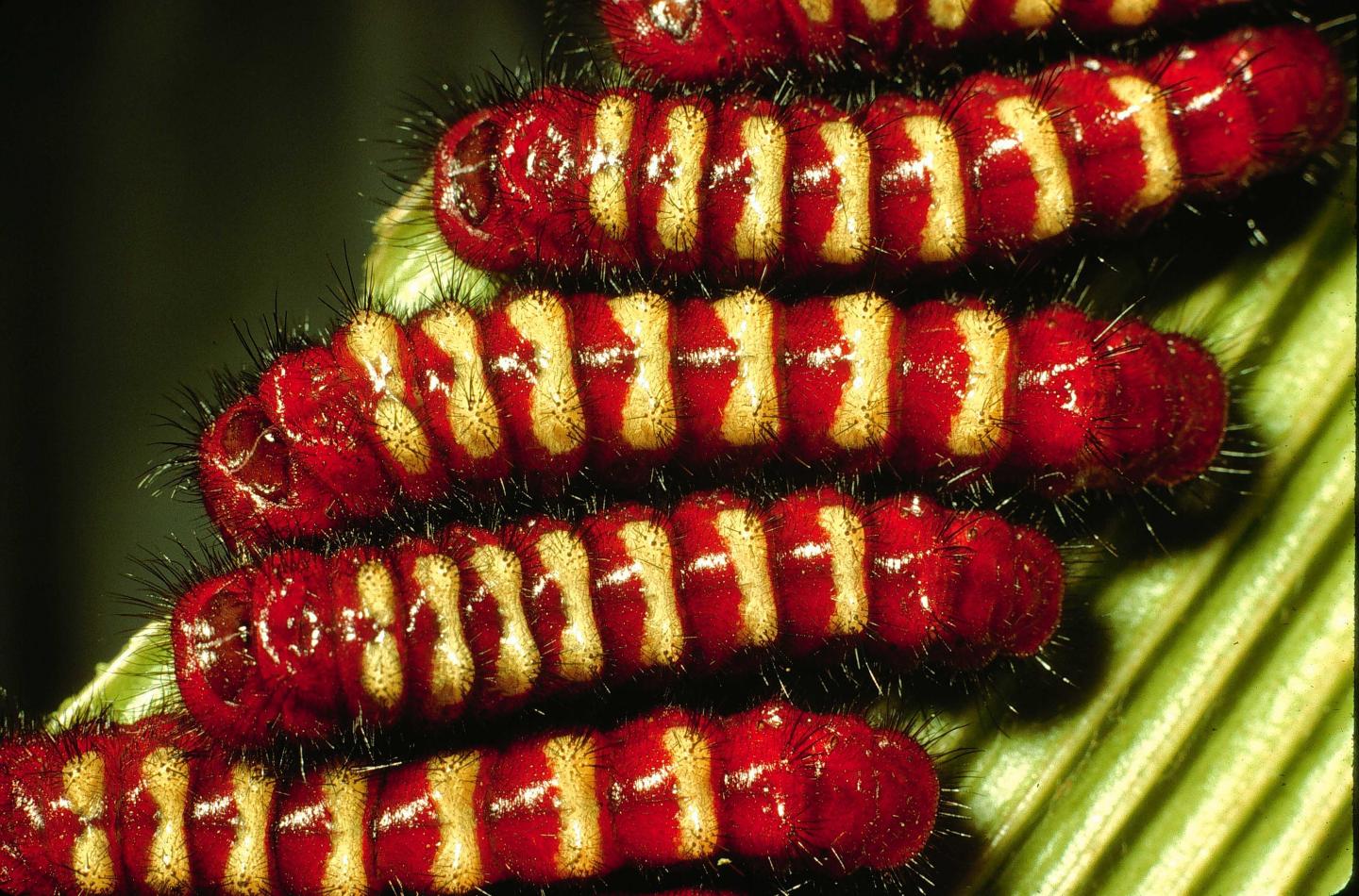 Eumaeus caterpillars