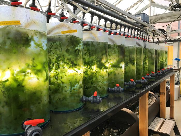 Sea lettuce is grown in tanks