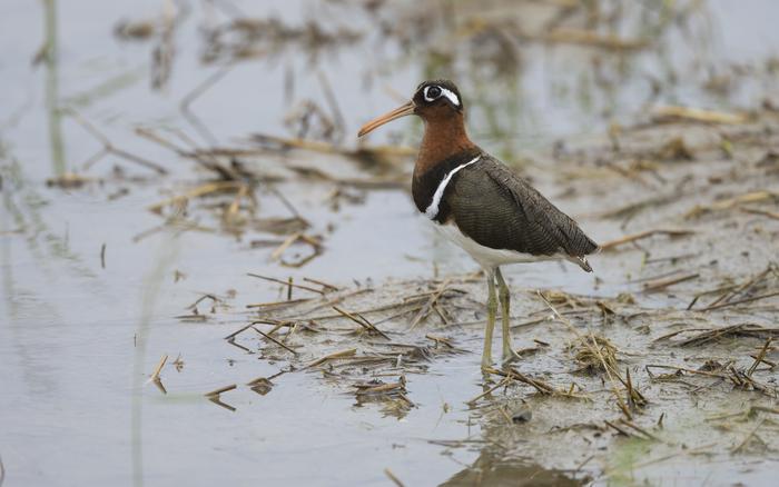 Painted snipe, Rostratula benghalensis