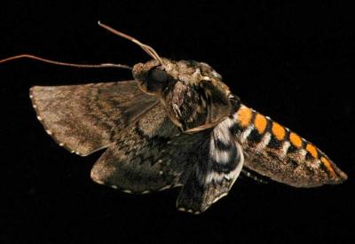 Hawkmoth