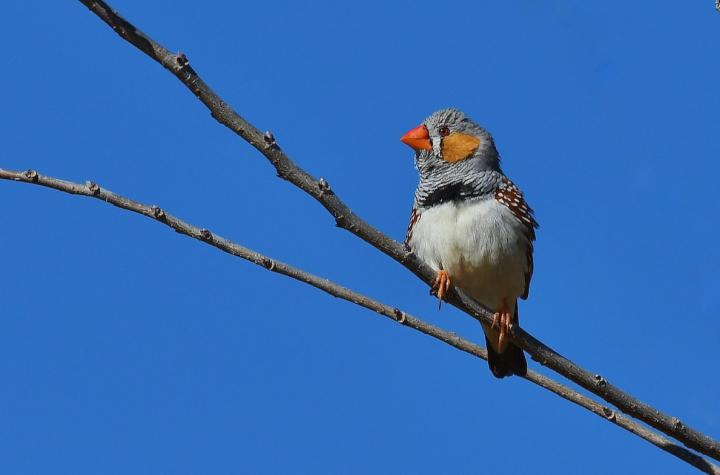 Zebra Finch