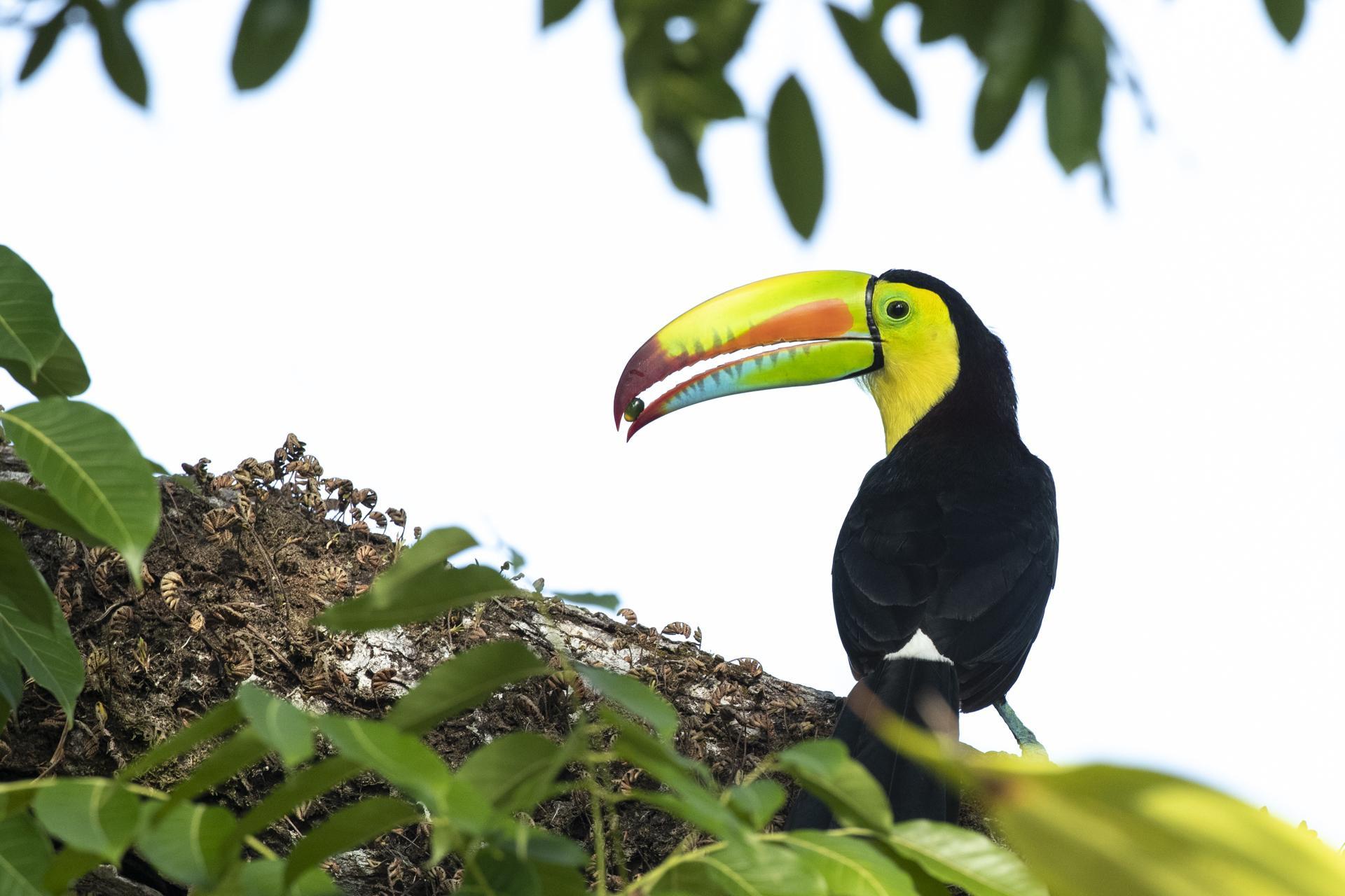 Toucan