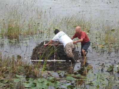 UCF Scientists Study Carolina Willow Invasion in Florida