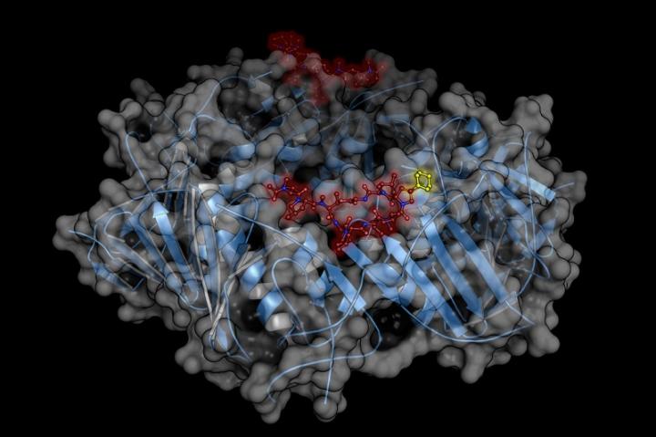 The M. Tuberculosis Sliding Clamp (DnaN) in Complex with (Cyclohexyl-)Griselimycin