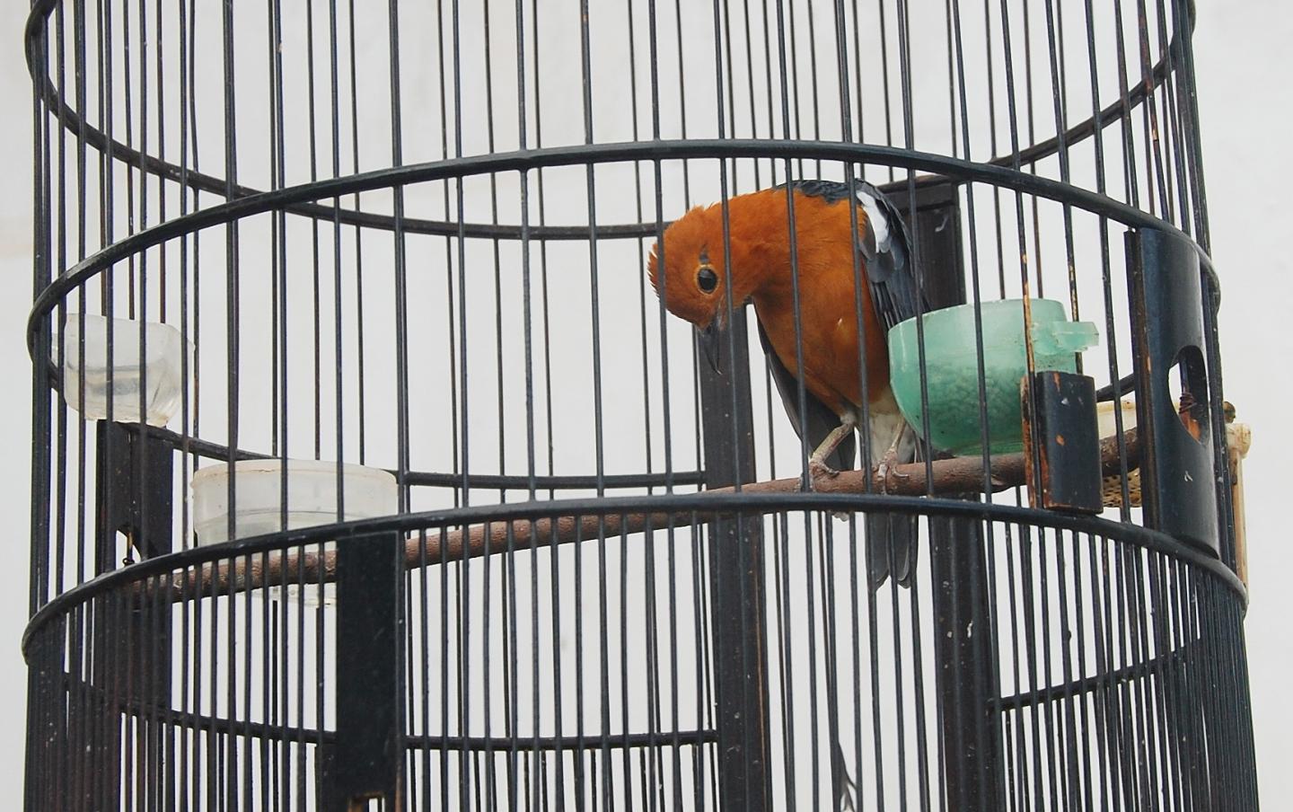 Orange-headed thrush in its 'drunken' singing state_Photo by Harry Marshall