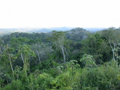 Belize Rainforest Canopy