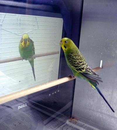Budgie with 'Virtual Mate'