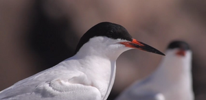 Roseate tern conservation on Rockabill Island