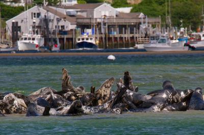 Gray Seals in Massachusetts
