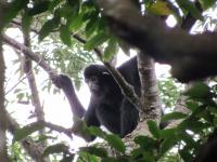 Hainan Gibbon Male