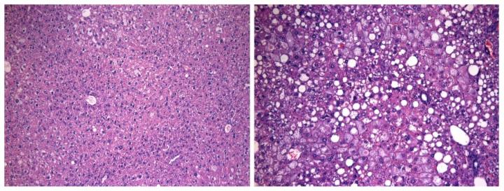 Scientists Discover Protein that Controls the Strength of Body's Circadian Rhythms