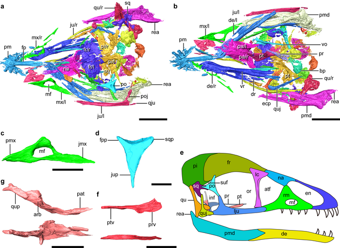 Digital reconstruction of the skull of Cratonavis zhui