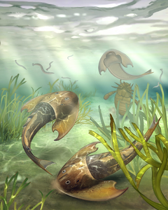 Life reconstructions of Tujiaaspis vividus