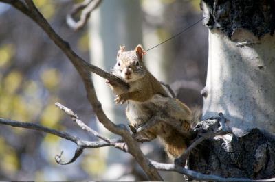 Female Red Squirrel