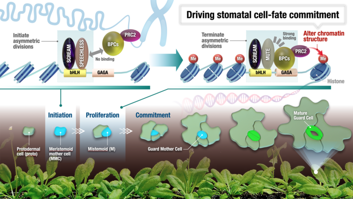 Schematic model of stem cell differentiation due to physical changes in genomic state during stomatal development.