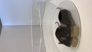Mouse without XRN1 in the forebrain and control mouse