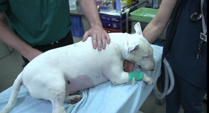 Three-year-old Bull Terrier, Maggie, who is taking part in the clinical trial.