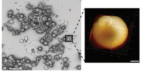 Finally, atomic force microscopy revealed the typical ring-shaped structures that characterize one of the developmental stages of the plasmodial parasites.