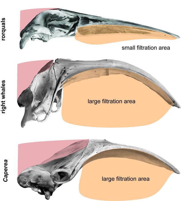 Comparative figure