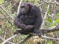 Chimp Mother and Infant