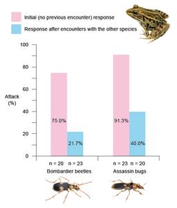 Rates of attack on the bombardier beetle Pheropsophus occipitalis jessoensis and the assassin bug Sirthenea flavipes by the frog Pelophylax nigromaculatus before and after encounters with the other insect species.
