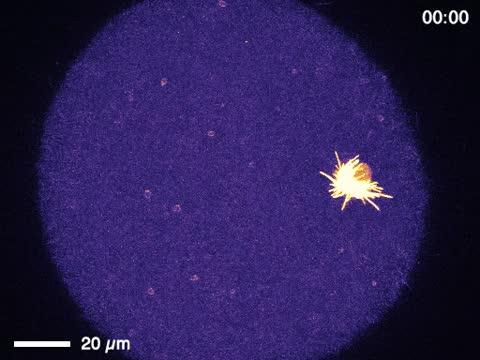 Rho Waves in Starfish Oocyte