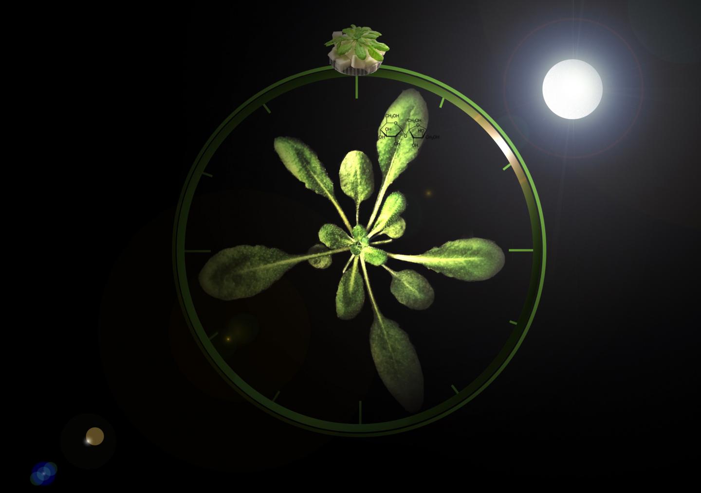 The Plant as a Clock