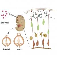 Zika Virus in the Fetal Mouse Brain