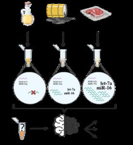 The abundance data of let-7a and miR-16 obtained through qRT-PCR, when combined with the SVM algorithm, can serve as an effective method for distinguishing gutter oil.