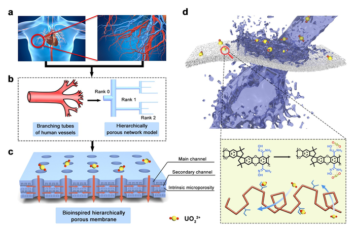 Bioinspired hierarchical porous membrane for efficient uranium extraction from seawater