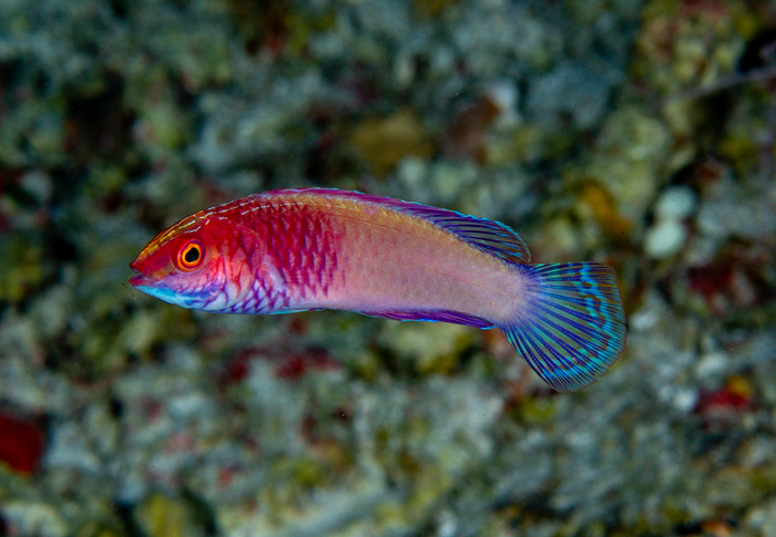 Rose-Veiled Fairy Wrasse on Maldivian reef