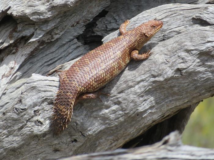 Western Spiny-tailed Skink. Picture: Holly Bradley