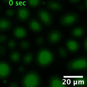 Liquid-liquid phase separation