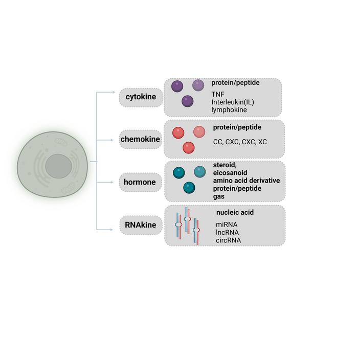 Classifications of secreted factors.