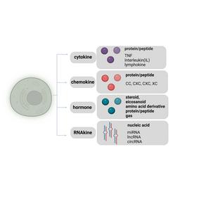 Classifications of secreted factors.