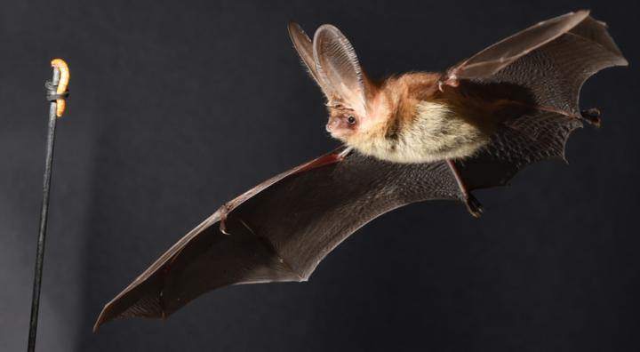 Bat