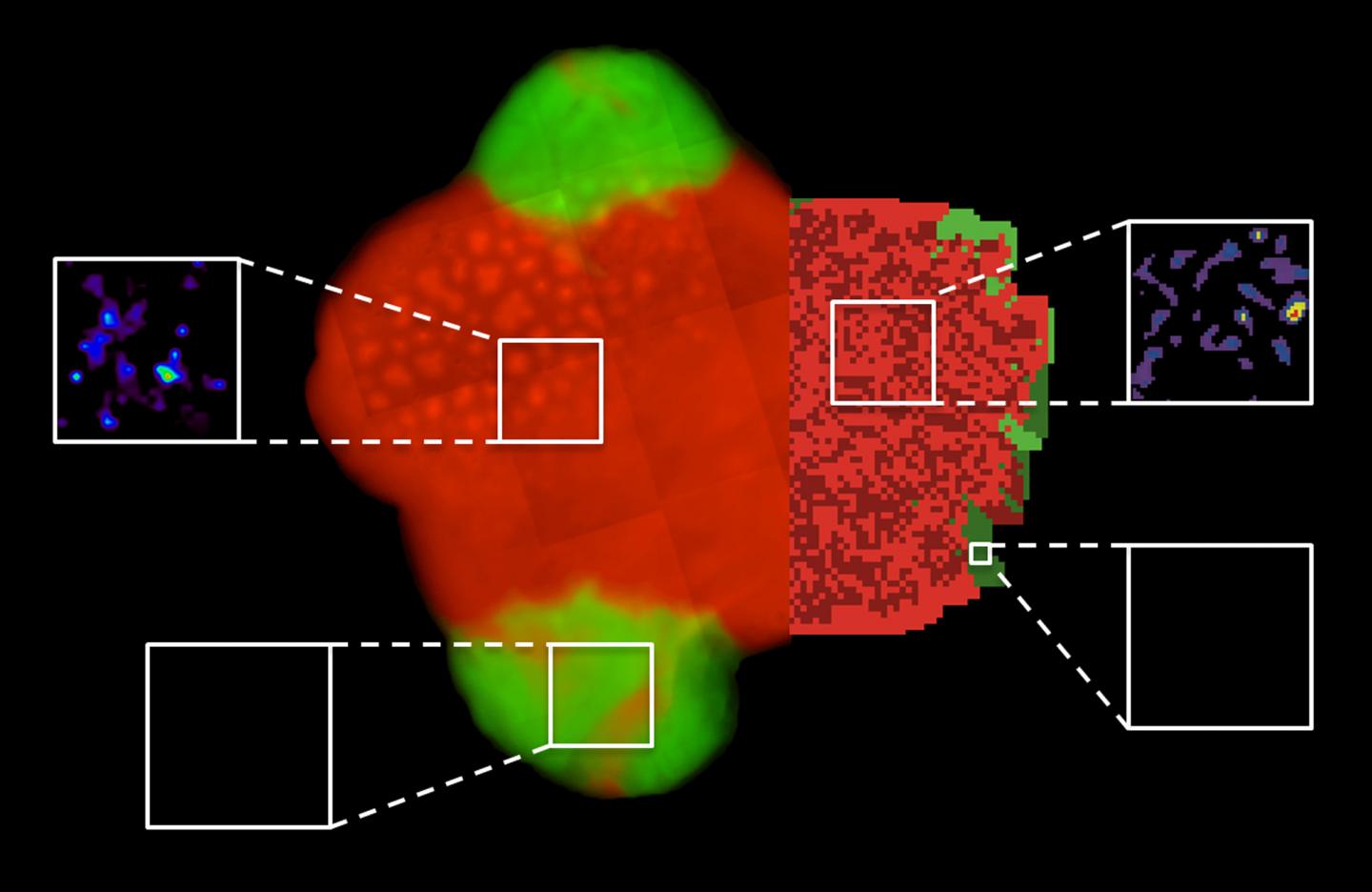 Amino Acid Measurements