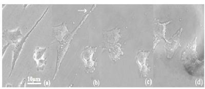 Influence of Location-Dependent Protuberance Damage on Cell Viability (2 of 3)