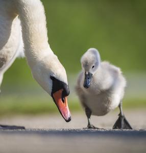 Mute swan with cygnet