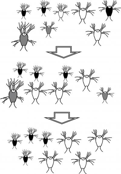 Similarity Discrimination Effect