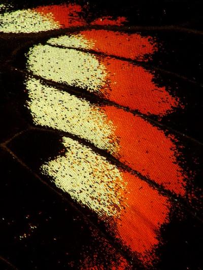 <i>Heliconius melpomene</i> Wing Close-Up