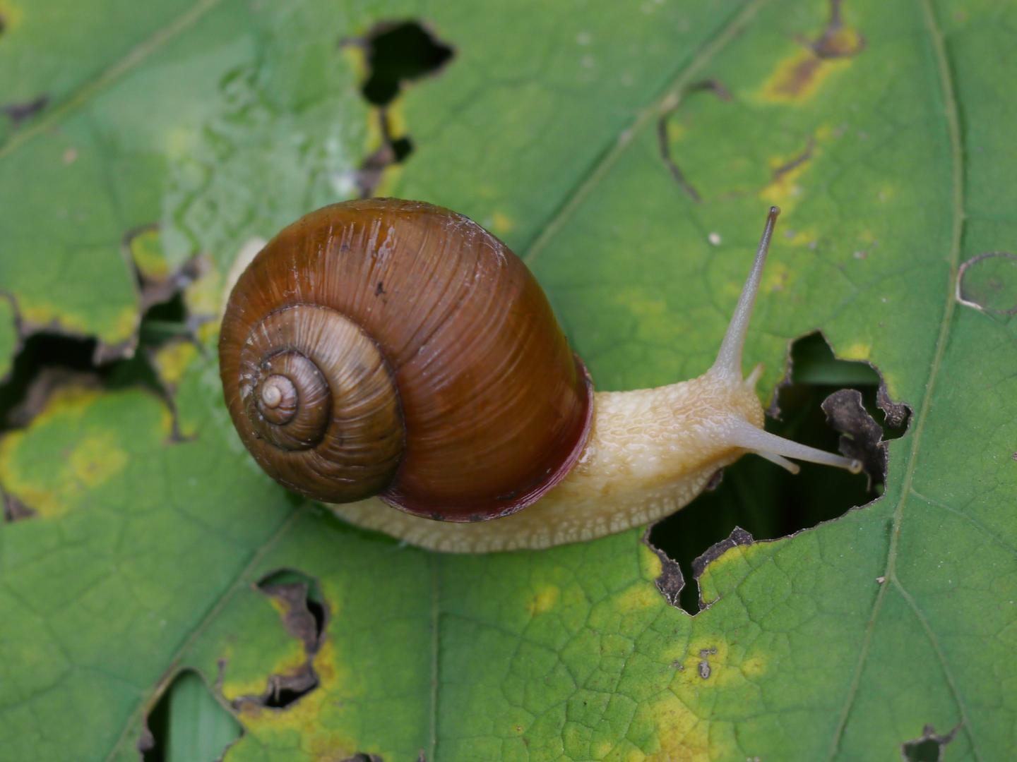 A Snail Species <i>Karaftohelix</i> (<i>Ezohelix</i>) <i>gainesi</i>