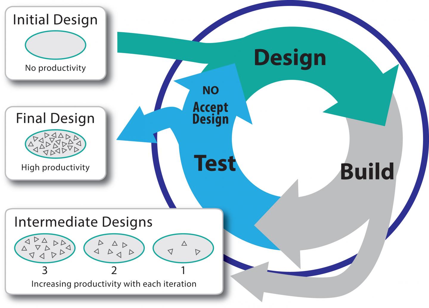 The Design-Build-Test Cycle of [IMAGE] | EurekAlert! Science News Releases
