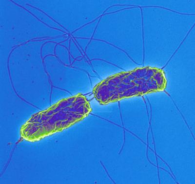 <i>Salmonella typhi</i>